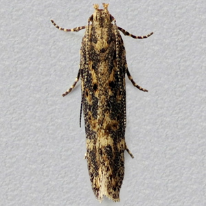Image of Beet Moth - Scrobipalpa ocellatella*