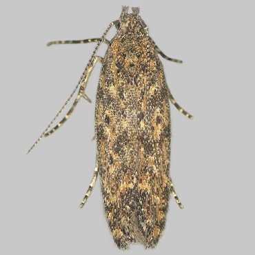 Picture of Tomato Leaf-miner - Tuta absoluta*