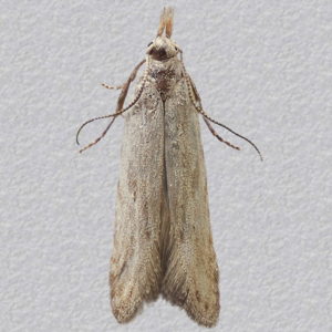 Image of Obscure Snout - Anarsia spartiella*