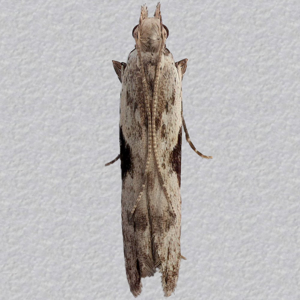 Image of Square-spot Sober - Hypatima rhomboidella*