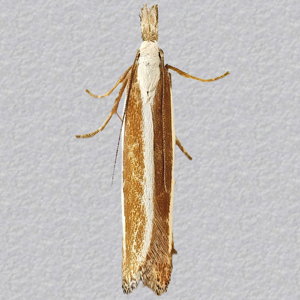 Image of Juniper Webber - Dichomeris marginella