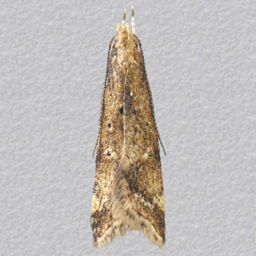 Top - 2