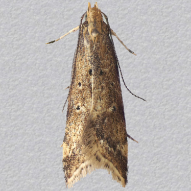 Top - 3