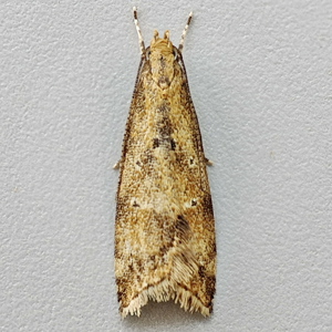 Image of Gorse Crest - Brachmia blandella*