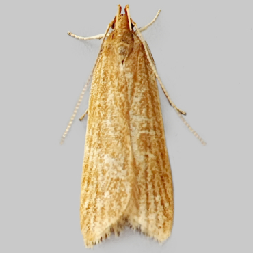 Picture of Orange Crest - Helcystogramma rufescens