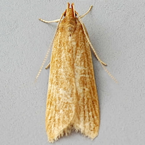 Image of Orange Crest - Helcystogramma rufescens