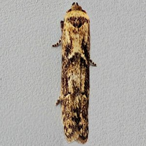 Image of Common Masoner - Blastobasis adustella