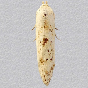 Image of Large Pale Masoner - Blastobasis lacticolella