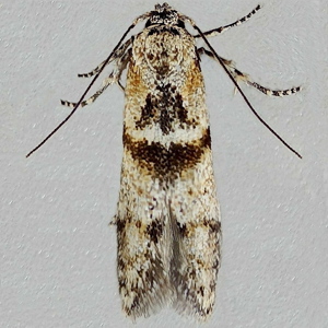Image of Marsh Dowd - Blastobasis rebeli