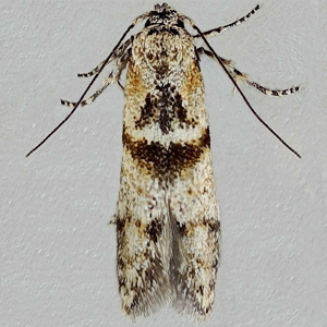 Image of Black-banded Masoner - Blastobasis rebeli