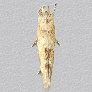 Image of Common Cosmet - Mompha epilobiella