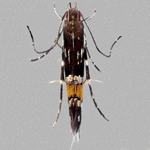 Image of Pellitory Cosmet - Cosmopterix pulchrimella*