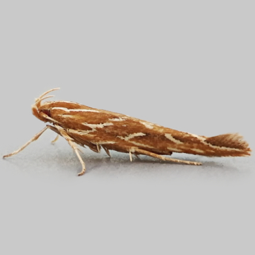 Picture of Pyroderces argyrogrammos - Pyroderces argyrogrammos