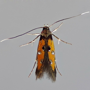 Image of Lime Cosmet - Chrysoclista linneella*