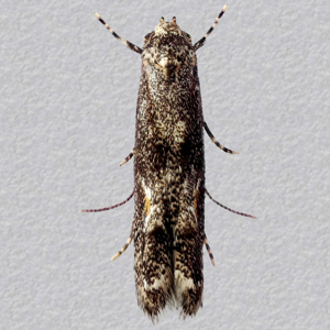 Image of Hawthorn Berry Moth - Blastodacna hellerella*