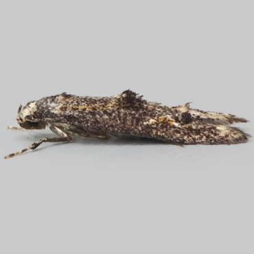 Picture of Apple Pith Moth - Blastodacna atra*