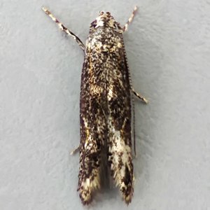 Image of Apple Pith Moth - Blastodacna atra*