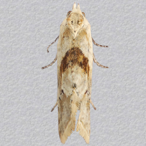 Image of Common Straw - Cochylimorpha straminea*