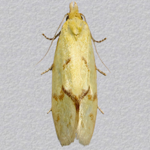 Image of Common Yellow Conch - Agapeta hamana