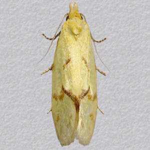 Image of Garden Straw - Agapeta hamana