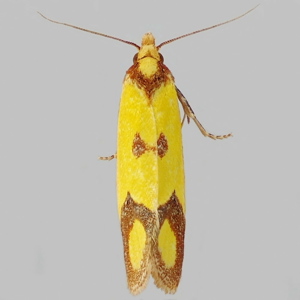 Image of Knapweed Conch - Agapeta zoegana*