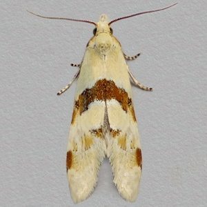 Image of Thistle Straw - Aethes cnicana*