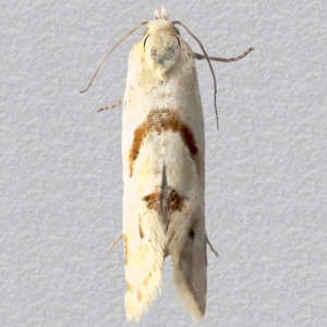Image of Common Marbled Straw - Aethes smeathmanniana