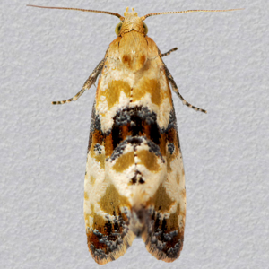 Image of Dark-barred Straw - Eupoecilia angustana*