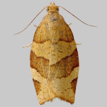 Picture of Barred Fruit-tree Tortrix - Pandemis cerasana