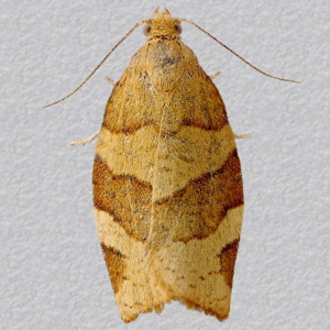 Image of Barred Fruit-tree Tortrix - Pandemis cerasana