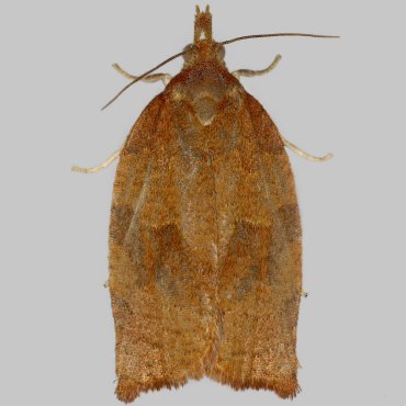 Picture of Dark Fruit-tree Tortrix - Pandemis heparana