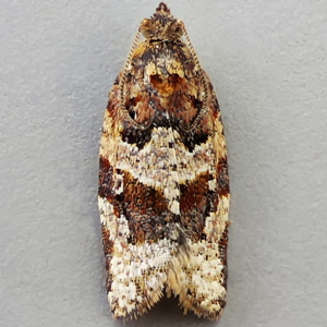 Image of Heather Twist - Argyrotaenia ljungiana*