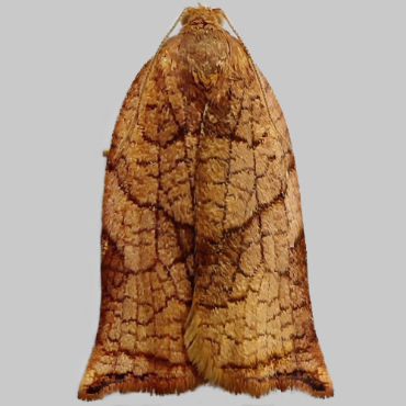 Picture of Large Fruit-tree Tortrix - Archips podana (Female)