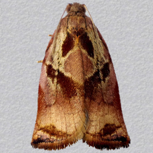 Image of Large Fruit-tree Tortrix - Archips podana (Male)