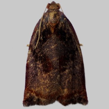 Picture of Large Fruit-tree Tortrix - Archips podana (Male, melanic )*