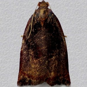 Image of Large Fruit-tree Tortrix - Archips podana (Male, melanic )*