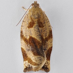 Image of Brown Oak Tortrix - Archips crataegana*