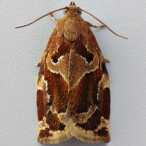 Image of Variegated Golden Tortrix - Archips xylosteana (Male)*