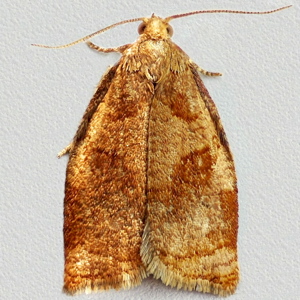 Image of Rose Tortrix - Archips rosana