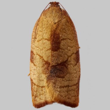 Picture of Carnation Tortrix - Cacoecimorpha pronubana (Female)