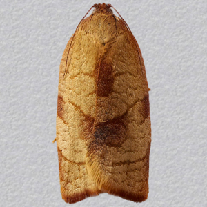 Image of Carnation Tortrix - Cacoecimorpha pronubana (Female)