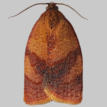 Picture of Carnation Tortrix - Cacoecimorpha pronubana (Male)