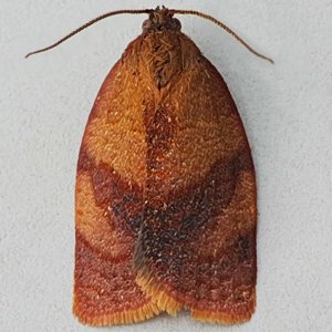 Image of Carnation Tortrix - Cacoecimorpha pronubana (Male)