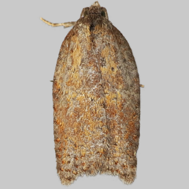 Picture of Bilberry Tortrix - Aphelia viburnana*