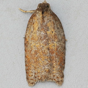 Image of Bilberry Tortrix - Aphelia viburnana*