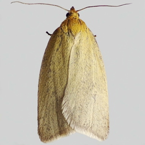 Image of Timothy Tortrix - Zelotherses paleana*