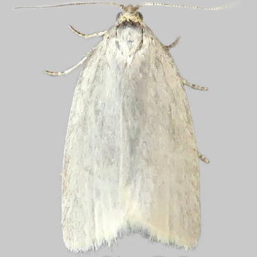 Picture of Northern Grey Twist - Aphelia unitana