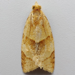 Image of Pale Twist - Clepsis rurinana