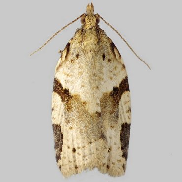 Picture of Cyclamen Tortrix - Clepsis spectrana*