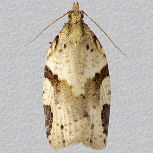 Image of Cyclamen Tortrix - Clepsis spectrana*